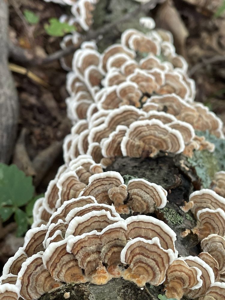 Morgan-Monroe State Forest Logo