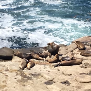 La Jolla Cove - Sea Lions! - Parks Near Me - La Jolla, California La Jolla Cove - Sea Lions! - Parks Near Me - La Jolla, California