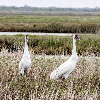 Aransas Bay Birding Charters - Tours Near Me - Rockport, Texas Aransas Bay Birding Charters - Tours Near Me - Rockport, Texas