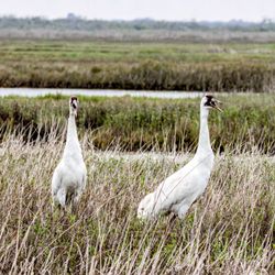 Aransas Bay Birding Charters