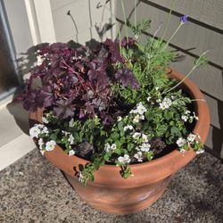 Drake's 7 Dees - Potted plant arrangement