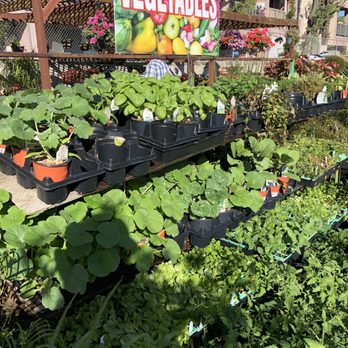 Mike's Nursery - Veggies - Nurseries & Gardening Near Me - Arleta, California