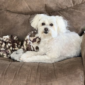 Pretty Paws Grooming - Sugar- a little static from rubbing her spot. Glad to be home. - Pet Groomers Near Me - Reno, Nevada Pretty Paws Grooming - Sugar- a little static from rubbing her spot. Glad to be home. - Pet Groomers Near Me - Reno, Nevada