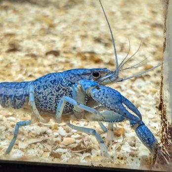 Wild Cargo Pets - Local Fish Stores Near Me - West Palm Beach, Florida Wild Cargo Pets - Local Fish Stores Near Me - West Palm Beach, Florida