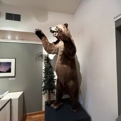 Skagway City Museum - Mounted Grizzly Bear