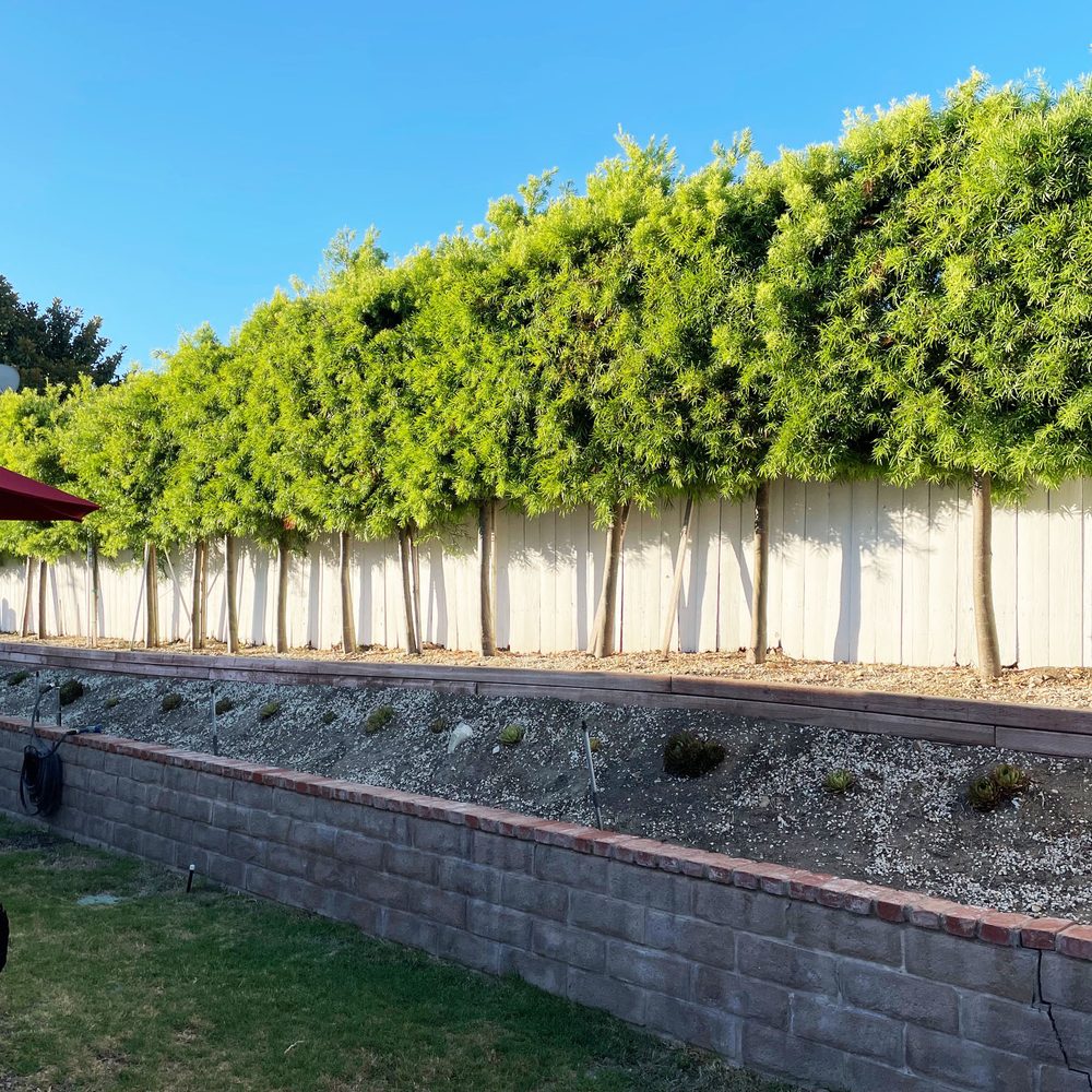 Finley's Tree and Land Care - BEFORE - in need of haircut! - Tree Services Near Me - Torrance, California Finley's Tree and Land Care - BEFORE - in need of haircut! - Tree Services Near Me - Torrance, California
