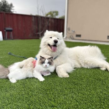 Disciplined K9 - Staying calm with cat brother - Pet Training Near Me Disciplined K9 - Staying calm with cat brother - Pet Training Near Me