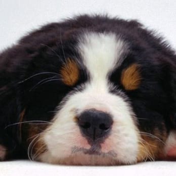 Most Valuable Pets - Pets Lexington, KY - Pet Stores Near Me - Lexington, Kentucky Most Valuable Pets - Pets Lexington, KY - Pet Stores Near Me - Lexington, Kentucky