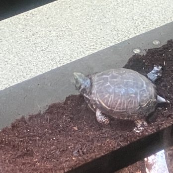 Peggy Notebaert Nature Museum - Desert Box Turtle - Museums Near Me - Chicago, Illinois Peggy Notebaert Nature Museum - Desert Box Turtle - Museums Near Me - Chicago, Illinois