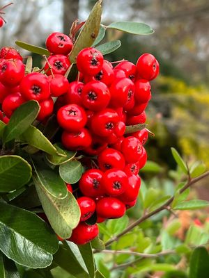 Hillwood Estate, Museum & Gardens by null Hillwood Estate, Museum & Gardens by null