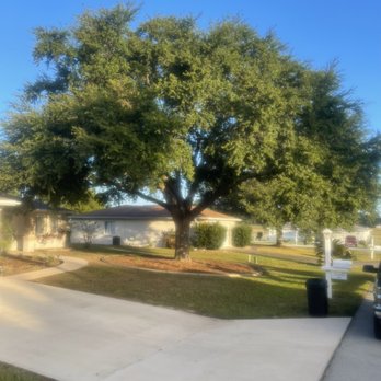 Little's Services - Oak Tree Trimming Before - Lawn Services Near Me Little's Services - Oak Tree Trimming Before - Lawn Services Near Me