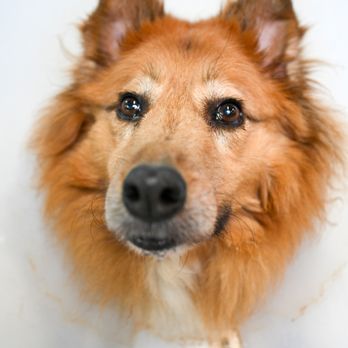 DeSilva Studios - Animal Welfare League of Alexandria's dog that got adopted in 2021! - Photographers Near Me DeSilva Studios - Animal Welfare League of Alexandria's dog that got adopted in 2021! - Photographers Near Me