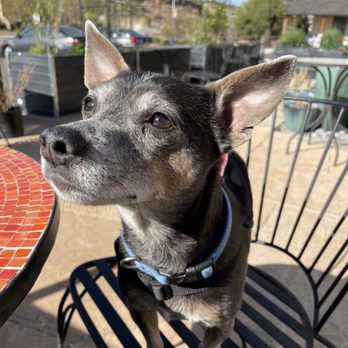 Pig & Fig Cafe - Little Lou enjoying the outside patio - Coffee & Tea Near Me - White Rock, New Mexico