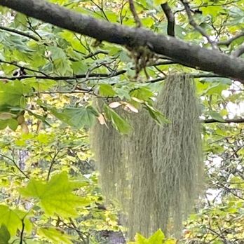 Alder Lake Park - Beautiful moss all around. - Parks Near Me - Eatonville, Washington Alder Lake Park - Beautiful moss all around. - Parks Near Me - Eatonville, Washington