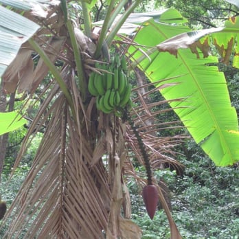Ke'anae Arboretum - Banana tree found in the Arboretum - Parks Near Me - Kula, Hawaii