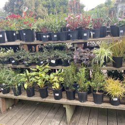 Plant Plant