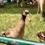 Photo of Sarah's Pony Rides
