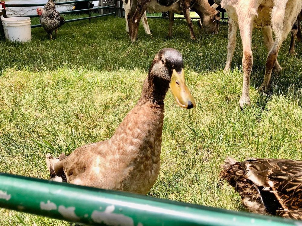 Sarah's Pony Rides - equestrian in Willow Springs, IL