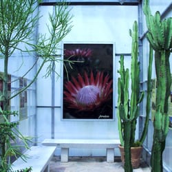 Jardin Botanique Edouard Heckel - Serre Afrique du Sud !