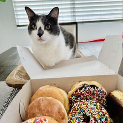 Manna Donuts - My kitty wanted a donut
