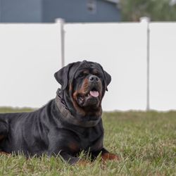 Pirate Bay Kennels Rottweilers