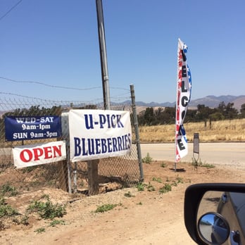 U-Pick Blueberries - Entrance - Pick Your Own Farms Near Me - Santa Maria, California U-Pick Blueberries - Entrance - Pick Your Own Farms Near Me - Santa Maria, California