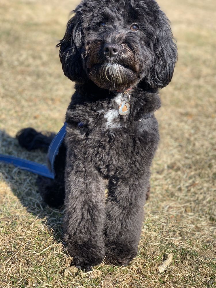 BFF GROOMING 20 Photos & 15 Reviews 246 Main St, East Greenwich