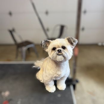 Mellow Mutt - Pet Groomers Near Me - Greenwood, Indiana Mellow Mutt - Pet Groomers Near Me - Greenwood, Indiana