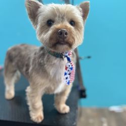 Bark of the Town