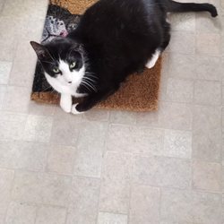 Sugar Grove Animal Hospital - Sweet Houdini received a new lease on life when Dr. Jess was able to clear some excess tissue growth from his ear.