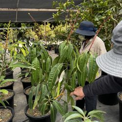 EKT Nursery - Mango tree