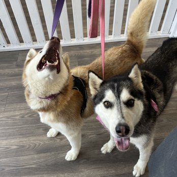 Amazing Tails - All clean and ready to go! - Pet Groomers Near Me - Los Angeles, California Amazing Tails - All clean and ready to go! - Pet Groomers Near Me - Los Angeles, California