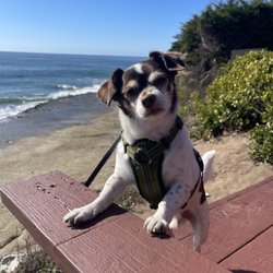 Sunny Cove Beach - Clear skies after crazy record breaking rain! He needed to get out.