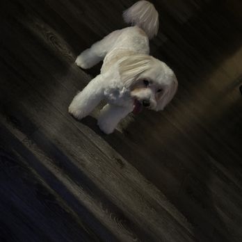 Puppy 4 U - Love Puppy4U!! - Pet Groomers Near Me - Los Angeles, California Puppy 4 U - Love Puppy4U!! - Pet Groomers Near Me - Los Angeles, California