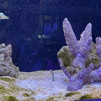 Reef Life Aquariums - a garden eel in a tank - Pet Stores Near Me - Birmingham, Alabama Reef Life Aquariums - a garden eel in a tank - Pet Stores Near Me - Birmingham, Alabama