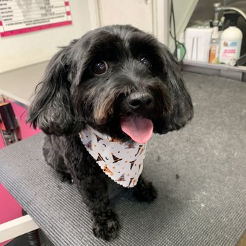 The Washed Paw - Pet Groomers Near Me The Washed Paw - Pet Groomers Near Me