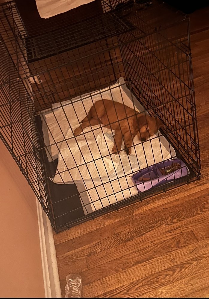 PRINCE ANIMAL SERVICES FACILITY Updated October 2024 34 Photos & 41 Reviews 3750