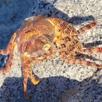 Playa Palmilla - Poor crab on the beach. - Beaches Near Me - Cabo San Lucas, BCS