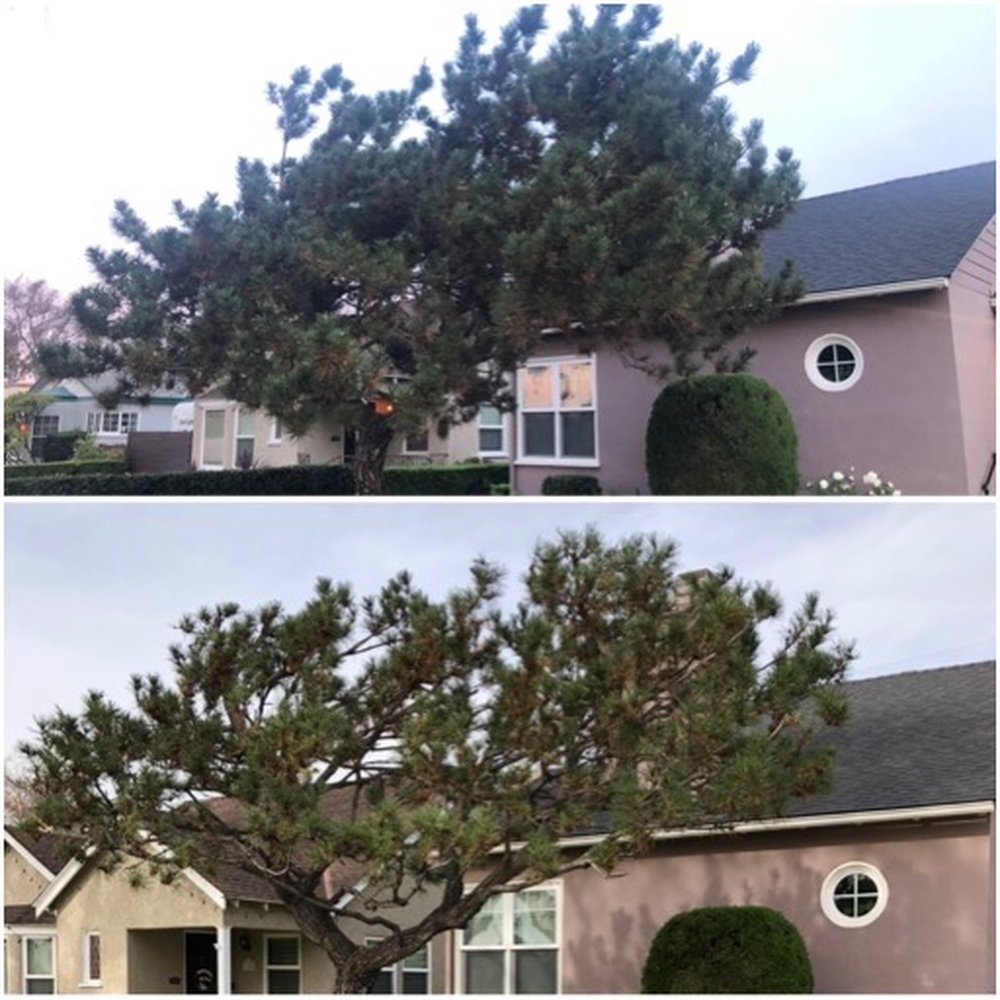 Top Unit Tree Service - Pine tree trimmed and shaped before and after - Tree Services Near Me - Norwalk, California Top Unit Tree Service - Pine tree trimmed and shaped before and after - Tree Services Near Me - Norwalk, California