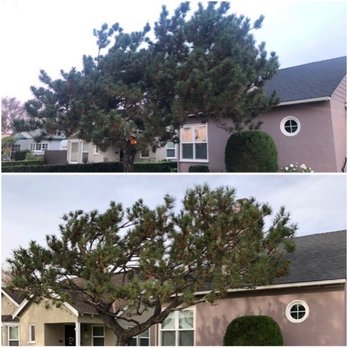 Top Unit Tree Service - Pine tree trimmed and shaped before and after - Tree Services Near Me - Norwalk, California Top Unit Tree Service - Pine tree trimmed and shaped before and after - Tree Services Near Me - Norwalk, California