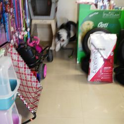 Pets Town
