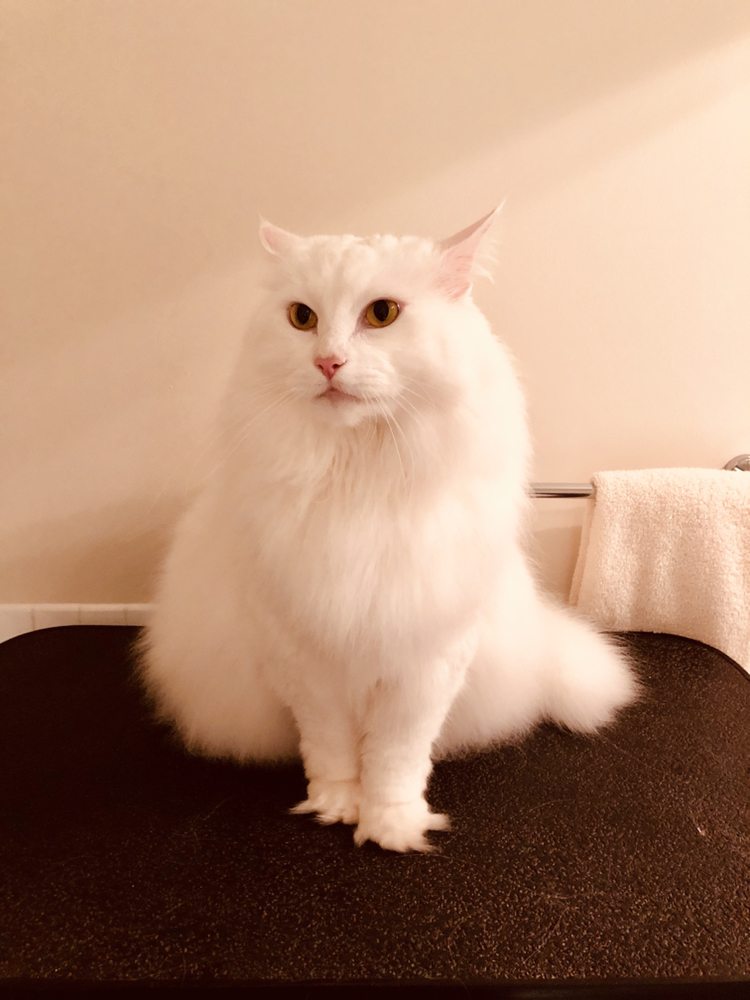 AZRA’S PET GROOMING Updated May 2024 85 Photos & 14 Reviews