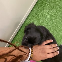 Doggie House Pet Shop