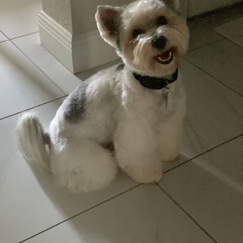 Veronica Knows Pet Grooming - Max after being groomed. - Pet Groomers Near Me - Stuart, Florida Veronica Knows Pet Grooming - Max after being groomed. - Pet Groomers Near Me - Stuart, Florida