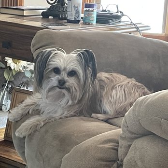 Clean Paws Boutique - Pet Groomers Near Me - Irwin, Pennsylvania Clean Paws Boutique - Pet Groomers Near Me - Irwin, Pennsylvania