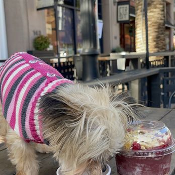 Lazy Bird - I was so touched when the staff offered free treat for my dog  I love dog friendly companies - Acai Bowls Near Me - Anaheim, California