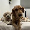 Garden Grove Dog and Cat Hospital gift card