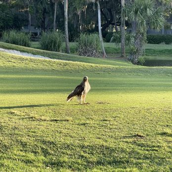 Old South Golf Links - Golf Near Me - Bluffton, South Carolina Old South Golf Links - Golf Near Me - Bluffton, South Carolina