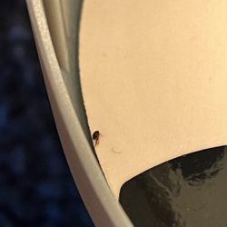 Charisma Property Management