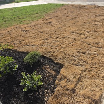 Double H Landscape - Ground was not prepped evenly prior to sod being placed - Landscaping Near Me - La Coste, Texas Double H Landscape - Ground was not prepped evenly prior to sod being placed - Landscaping Near Me - La Coste, Texas